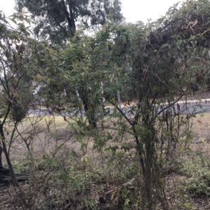 Passiflora caerulea at O'Malley, ACT - 2 Jul 2021 11:45 AM