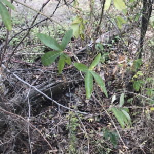 Passiflora caerulea at O'Malley, ACT - 2 Jul 2021 11:45 AM