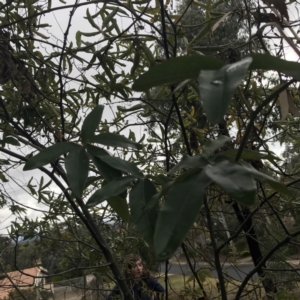 Passiflora caerulea at O'Malley, ACT - 2 Jul 2021 11:45 AM