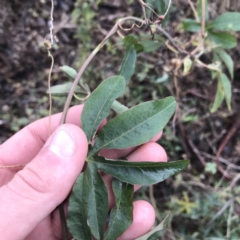 Passiflora caerulea at O'Malley, ACT - 2 Jul 2021