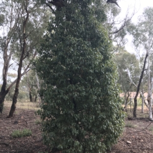 Brachychiton populneus subsp. populneus at O'Malley, ACT - 2 Jul 2021