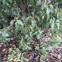 Brachychiton populneus subsp. populneus at O'Malley, ACT - 2 Jul 2021