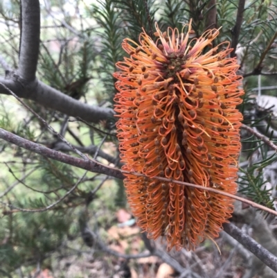Banksia ericifolia subsp. ericifolia (Heath-leaved Banksia) at O'Malley, ACT - 2 Jul 2021 by Tapirlord