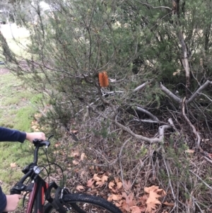 Banksia ericifolia subsp. ericifolia at O'Malley, ACT - 2 Jul 2021