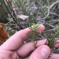 Banksia ericifolia subsp. ericifolia at O'Malley, ACT - 2 Jul 2021
