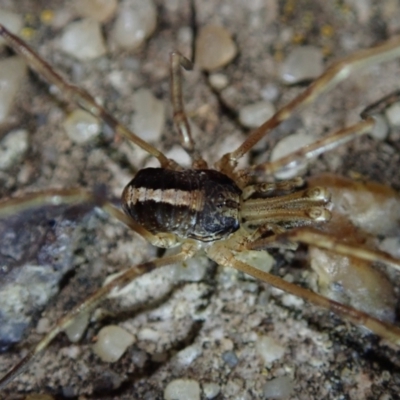 Opiliones (order) (Unidentified harvestman) at Mount Rogers - 13 Jul 2021 by Laserchemisty