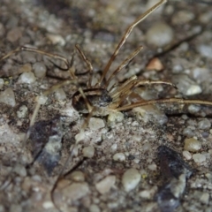 Opiliones (order) at Fraser, ACT - 13 Jul 2021