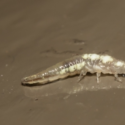 Neuroptera (order) (Unidentified lacewing) at ANBG - 15 Jul 2021 by Roger