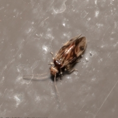 Psocodea 'Psocoptera' sp. (order) (Unidentified plant louse) at Acton, ACT - 15 Jul 2021 by Roger