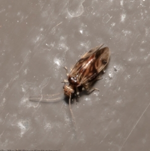 Psocodea 'Psocoptera' sp. (order) at Acton, ACT - 15 Jul 2021