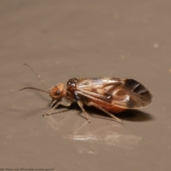 Psocodea 'Psocoptera' sp. (order) at Acton, ACT - 15 Jul 2021