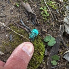 Myxomycete - past plasmodial stage at Mount Taylor - 11 Jul 2021 by BarrieR