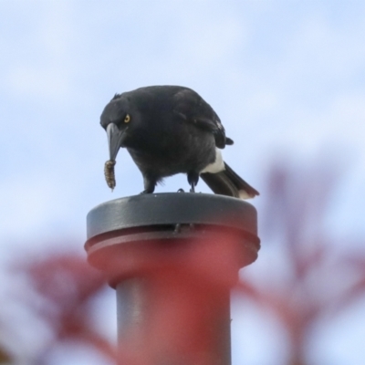 Strepera graculina (Pied Currawong) at Higgins, ACT - 15 Jul 2021 by AlisonMilton