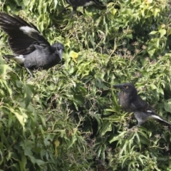 Strepera graculina at Higgins, ACT - 15 Jul 2021