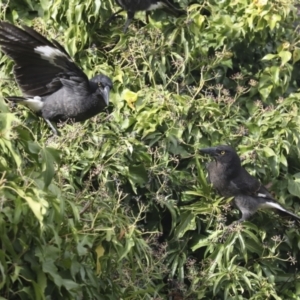 Strepera graculina at Higgins, ACT - 15 Jul 2021 03:00 PM