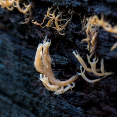 Artomyces sp. (A coral fungus) at Brindabella National Park - 8 Jul 2021 by trevsci