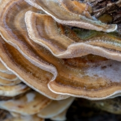 Trametes sp. at Brindabella National Park - 8 Jul 2021 by trevsci