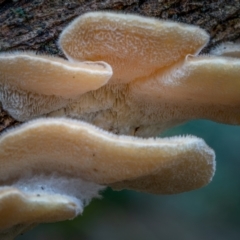 Trametes sp. at Uriarra, NSW - 8 Jul 2021