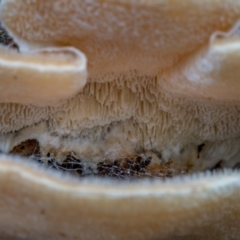 Trametes sp. at Uriarra, NSW - 8 Jul 2021