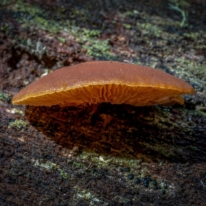 zz Agaric (stemless) at Uriarra, NSW - 8 Jul 2021