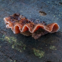 Xylobolus illudens (Purplish Stereum) at Uriarra, NSW - 8 Jul 2021 by trevsci