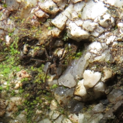Unidentified Spider (Araneae) at Rendezvous Creek, ACT - 11 Jul 2021 by Christine