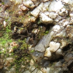 Unidentified Spider (Araneae) at Rendezvous Creek, ACT - 11 Jul 2021 by Christine
