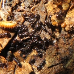 Formicidae (family) (Unidentified ant) at Fyshwick, ACT - 8 Jul 2021 by Christine