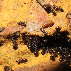 Formicidae (family) at Fyshwick, ACT - 8 Jul 2021