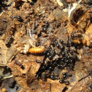 Formicidae (family) at Fyshwick, ACT - 8 Jul 2021