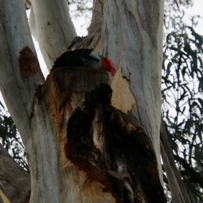 Callocephalon fimbriatum (Gang-gang Cockatoo) at Deakin, ACT - 15 Jul 2021 by LisaH