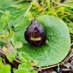 Corysanthes incurva (Slaty Helmet Orchid) at Black Mountain - 15 Jul 2021 by RobG1