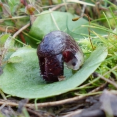 Corysanthes incurva at suppressed - 15 Jul 2021