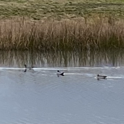 Chenonetta jubata (Australian Wood Duck) at Mawson Ponds - 15 Jul 2021 by clec