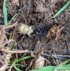 Cicadidae (family) (Unidentified cicada) at Padman/Mates Park - 15 Jul 2021 by ChrisAllen