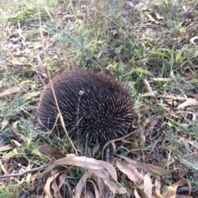 Tachyglossus aculeatus (Short-beaked Echidna) at Deakin, ACT - 15 Jul 2021 by KL