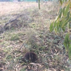 Tachyglossus aculeatus at Deakin, ACT - 15 Jul 2021 01:49 PM