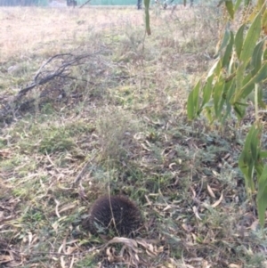 Tachyglossus aculeatus at Deakin, ACT - 15 Jul 2021 01:49 PM