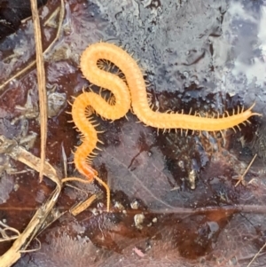 Geophilomorpha sp. (order) at Murrumbateman, NSW - 15 Jul 2021