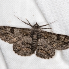 Cleora displicata (A Cleora Bark Moth (Boarmiini) at Melba, ACT - 3 Nov 2018 by Bron