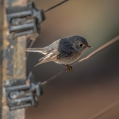 Petroica rosea (Rose Robin) at Mount Ainslie - 12 Jul 2021 by trevsci