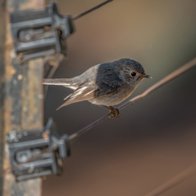 Petroica rosea (Rose Robin) at Majura, ACT - 12 Jul 2021 by trevsci