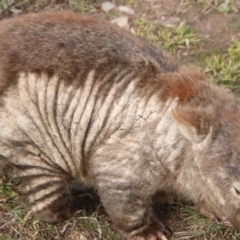 Vombatus ursinus (Common Wombat, Bare-nosed Wombat) at Pine Island to Point Hut - 15 Jul 2021 by ChrisHolder
