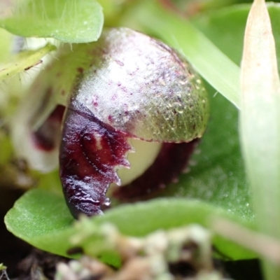 Corysanthes incurva (Slaty Helmet Orchid) at Black Mountain - 15 Jul 2021 by AnneG1