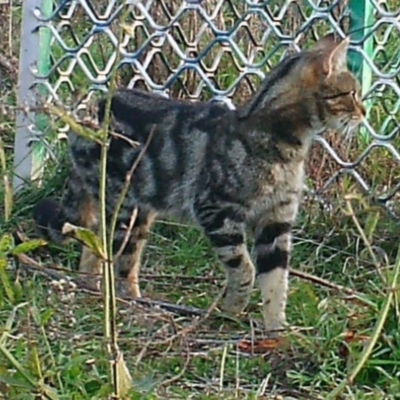 Felis catus (Feral Cat) at Stromlo, ACT - 8 Jul 2021 by ChrisHolder