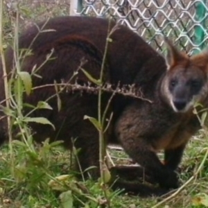 Wallabia bicolor at Stromlo, ACT - 15 Jul 2021