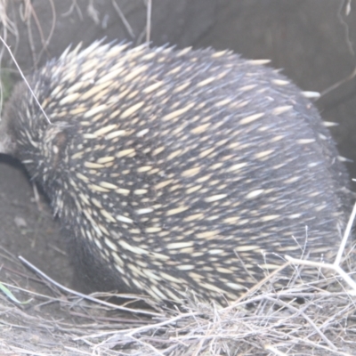 Tachyglossus aculeatus (Short-beaked Echidna) at Gigerline Nature Reserve - 15 Jul 2021 by ChrisHolder