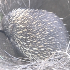Tachyglossus aculeatus (Short-beaked Echidna) at Tennent, ACT - 15 Jul 2021 by ChrisHolder