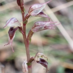 Acianthus collinus (Inland Mosquito Orchid) at Holt, ACT - 15 Jul 2021 by AnneG1
