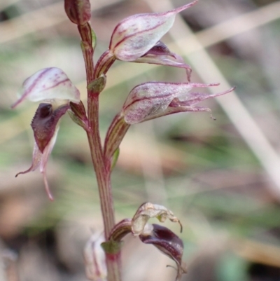 Acianthus collinus (Inland Mosquito Orchid) at Holt, ACT - 15 Jul 2021 by AnneG1